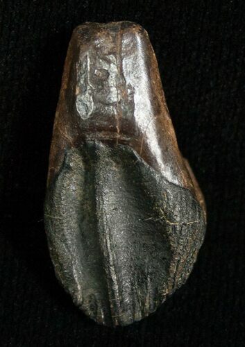 Partially Worn Triceratops Tooth #5705